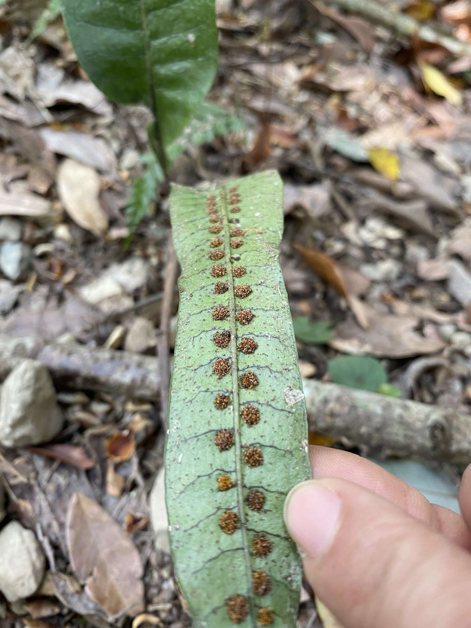 Image of Neocheiropteris ensata (Thunb.) Ching