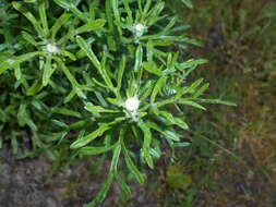 Image of Common Woolly Sunflower