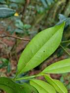 Image of Cleyera longicarpa (Yamamoto) Masam.