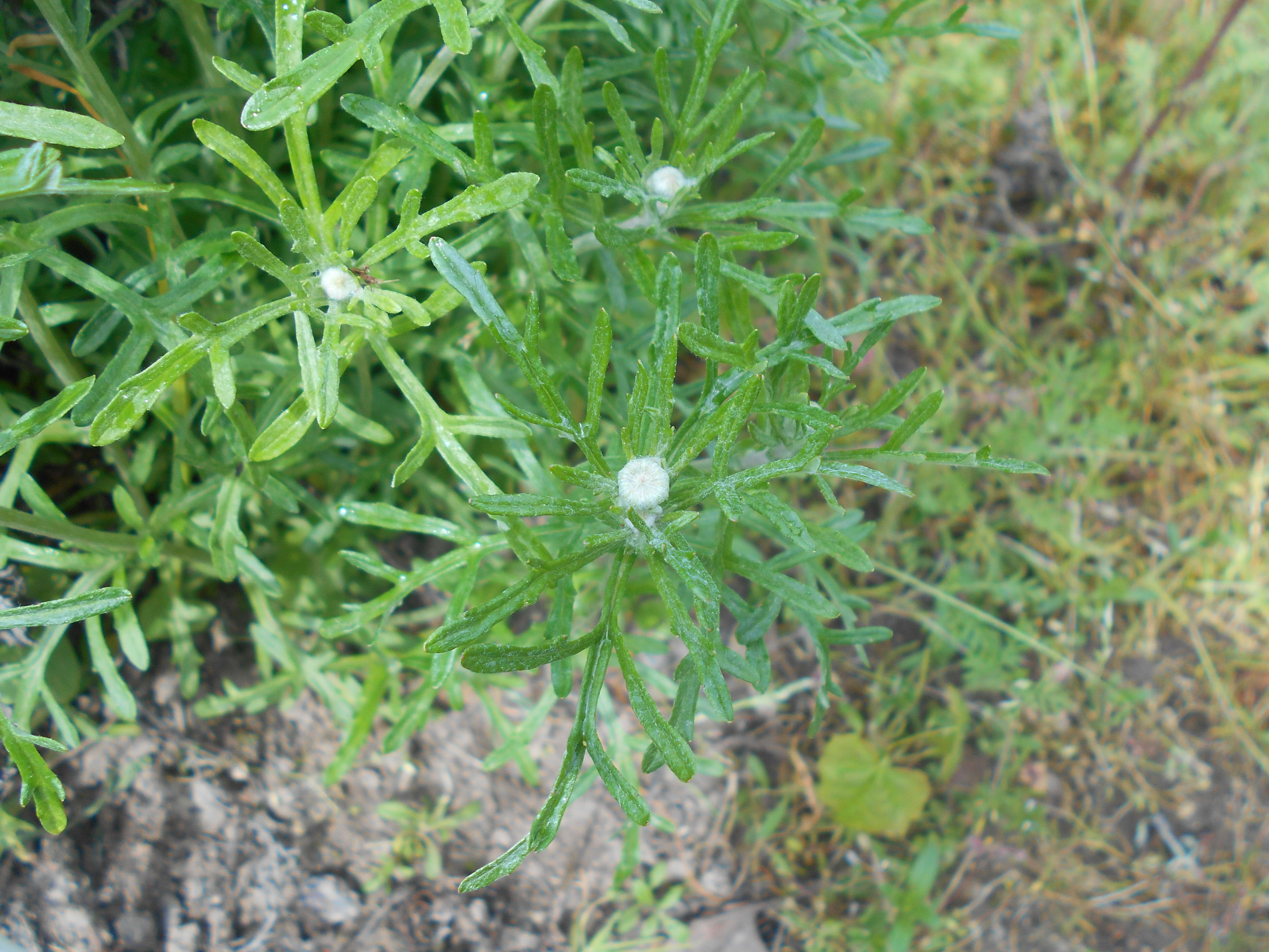 Image of Common Woolly Sunflower