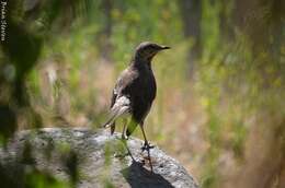 Image of Chilean Mockingbird