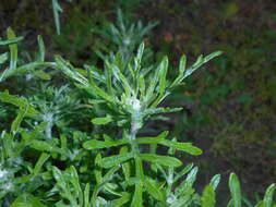 Image of Common Woolly Sunflower