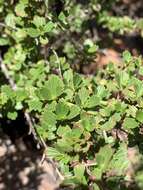 Image de Myrothamnus flabellifolius (Sond.) Welw.