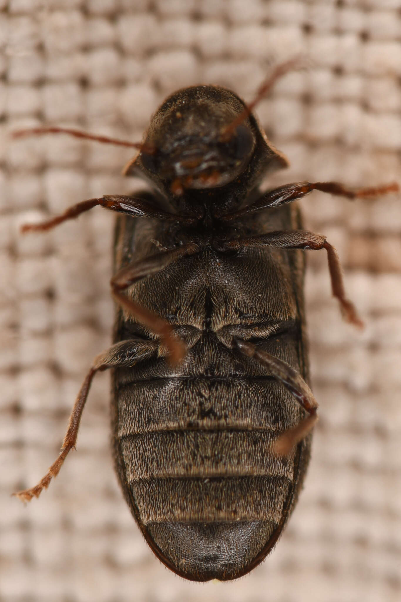 Image of Utobium granulatum White 1976