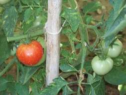 Image of tomato