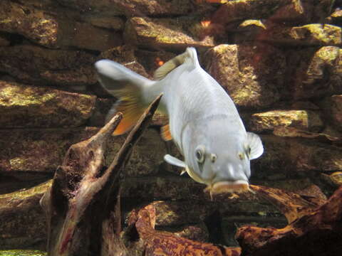 Image of Cyprinus carpio carpio