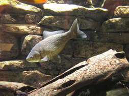 Image of Gibel carp