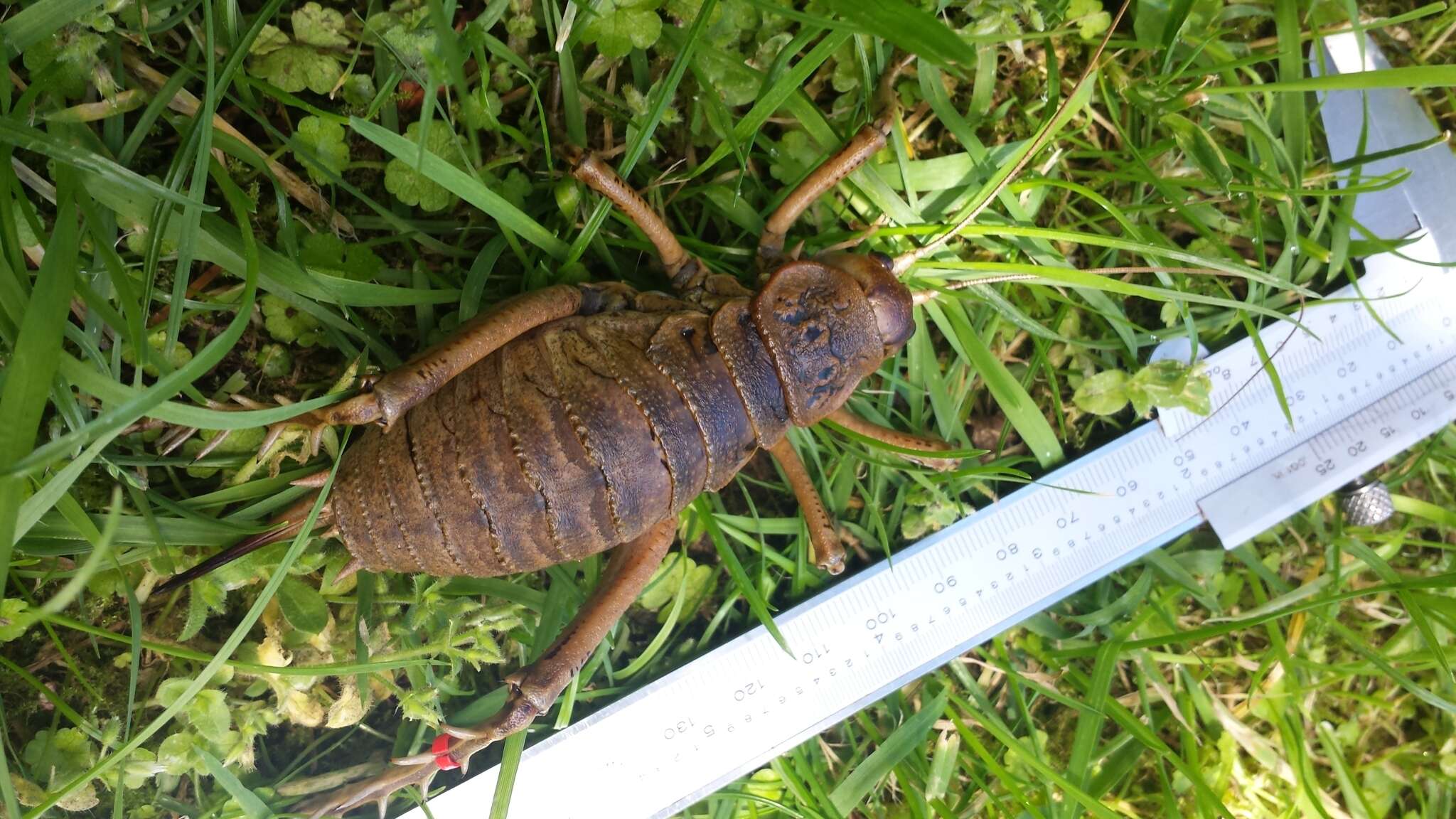 Image of Cook Strait giant weta