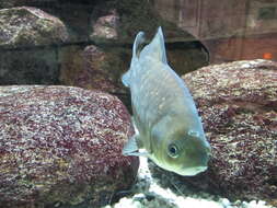 Image of Gibel carp