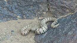 Image of Panamint Rattlesnake