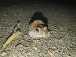 Image of Marbled Sand Frog