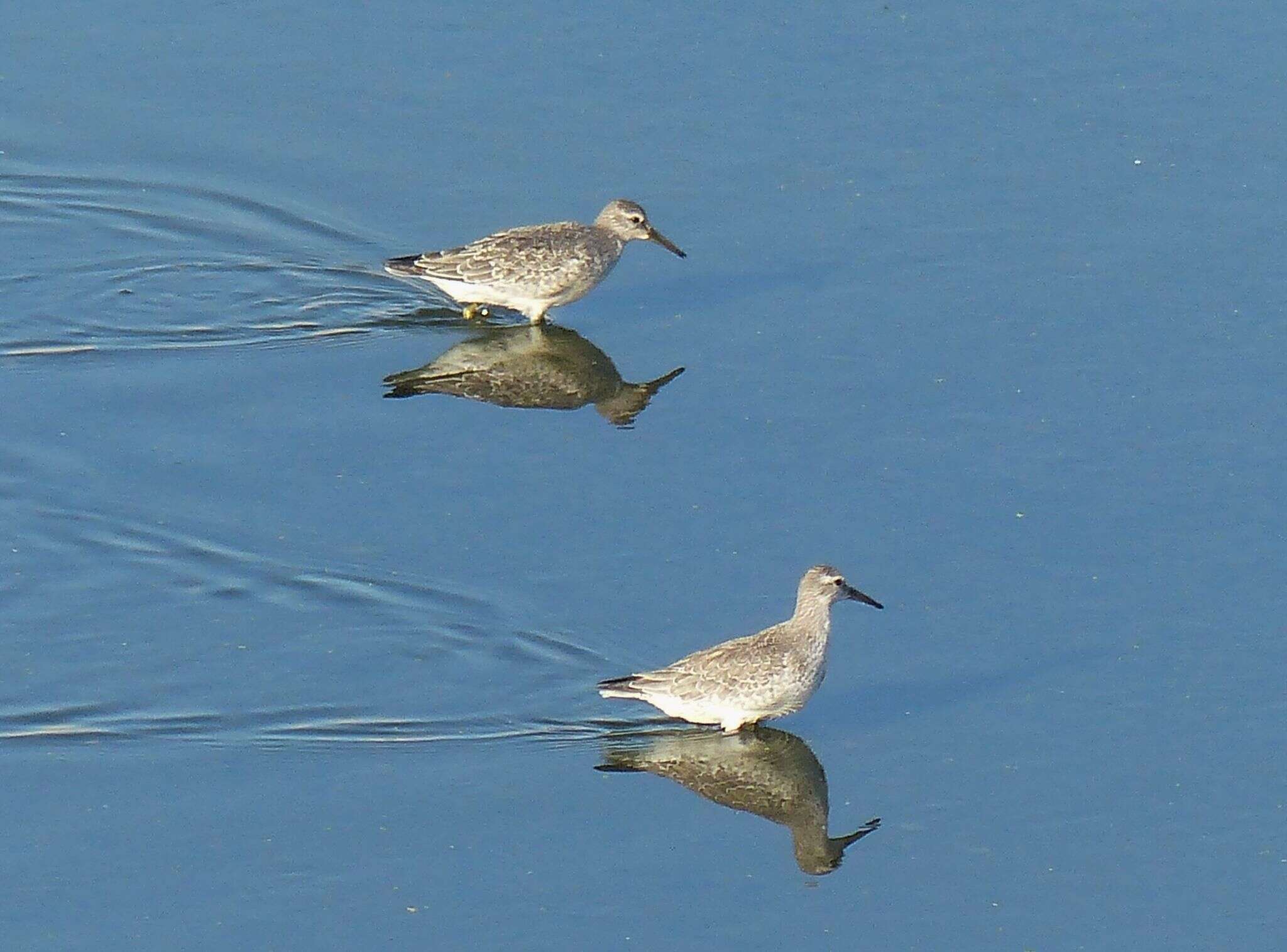 Image of Knot