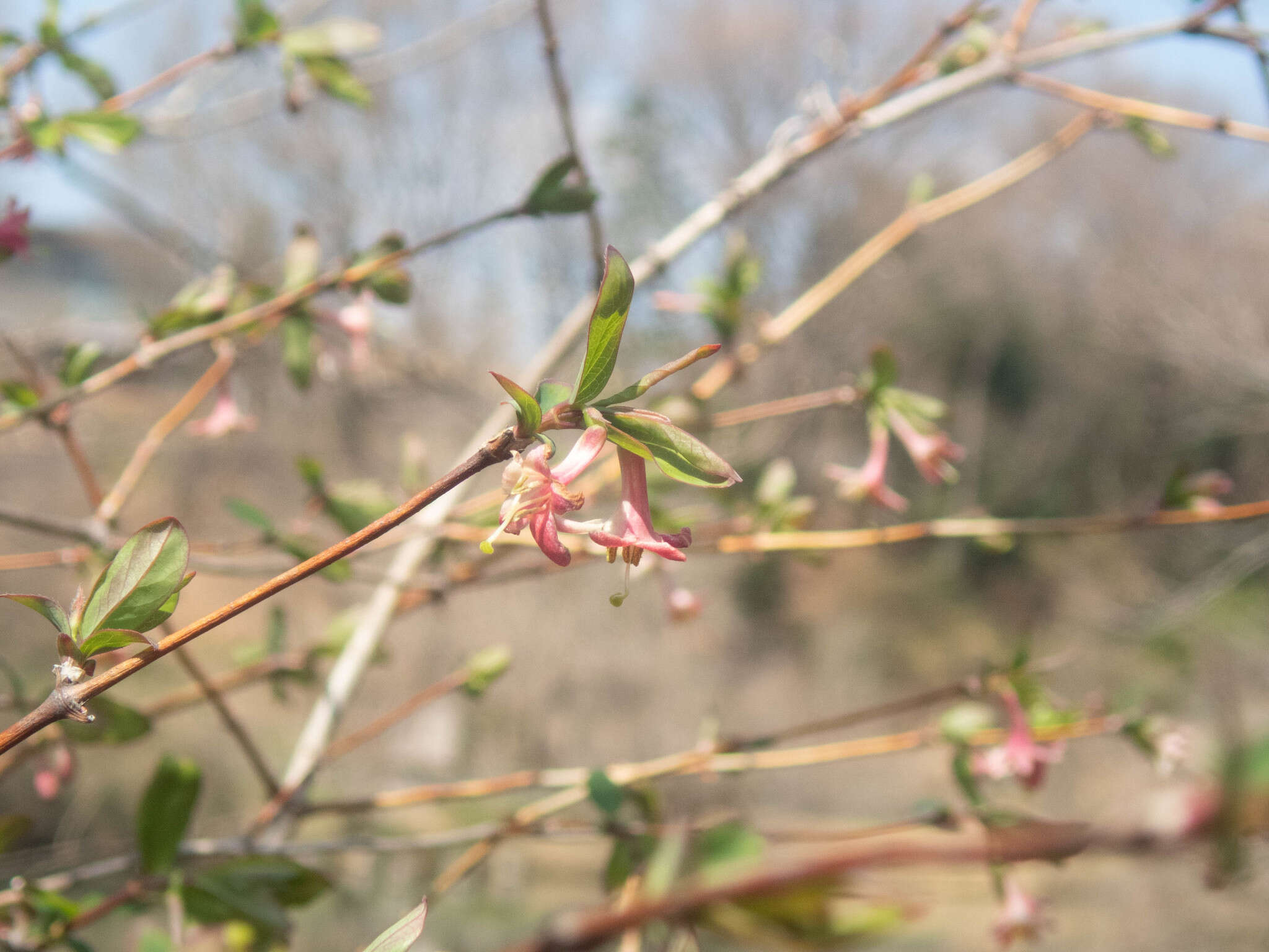 Lonicera gracilipes Miq.的圖片