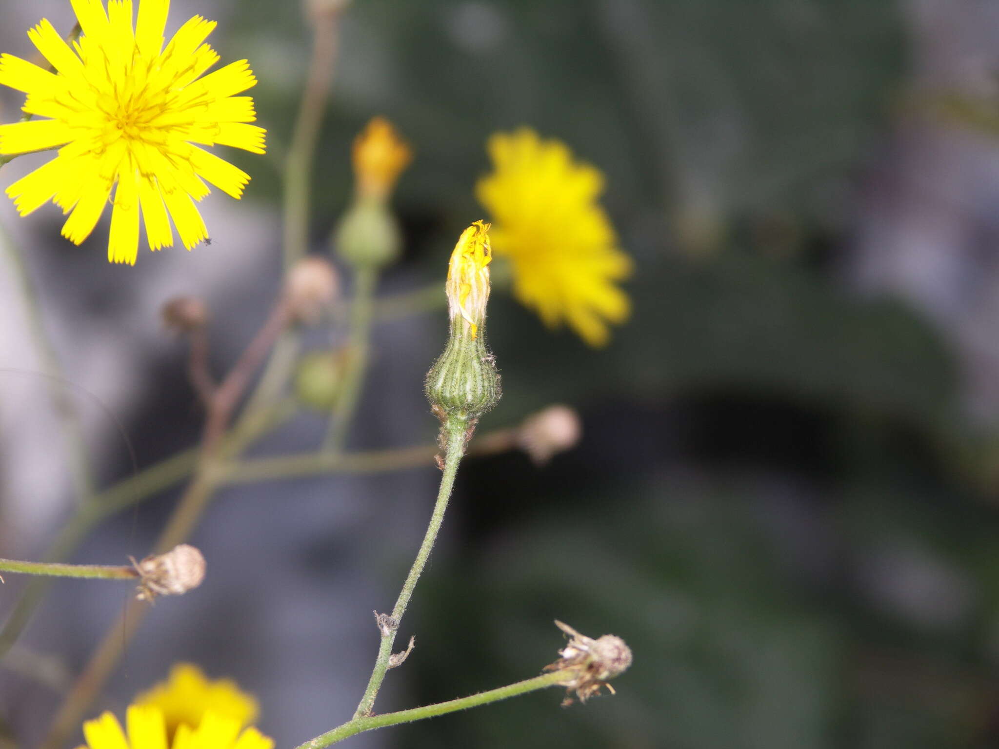 Imagem de Hieracium maculatum Schrank