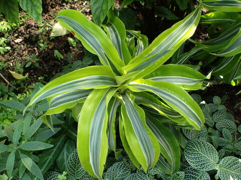 Image of fragrant dracaena