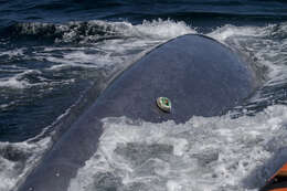 Image of Pygmy Blue Whale