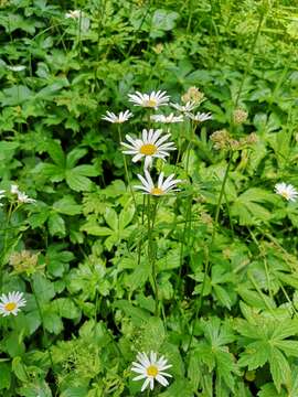 Слика од Leucanthemum rotundifolium (Willd.) DC.