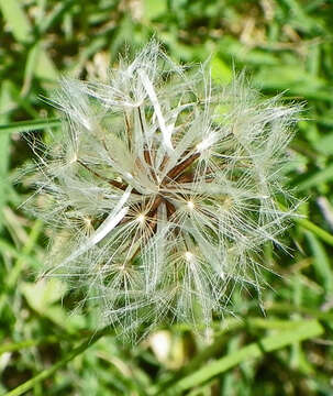 Image of Lactuca inermis Forsk.