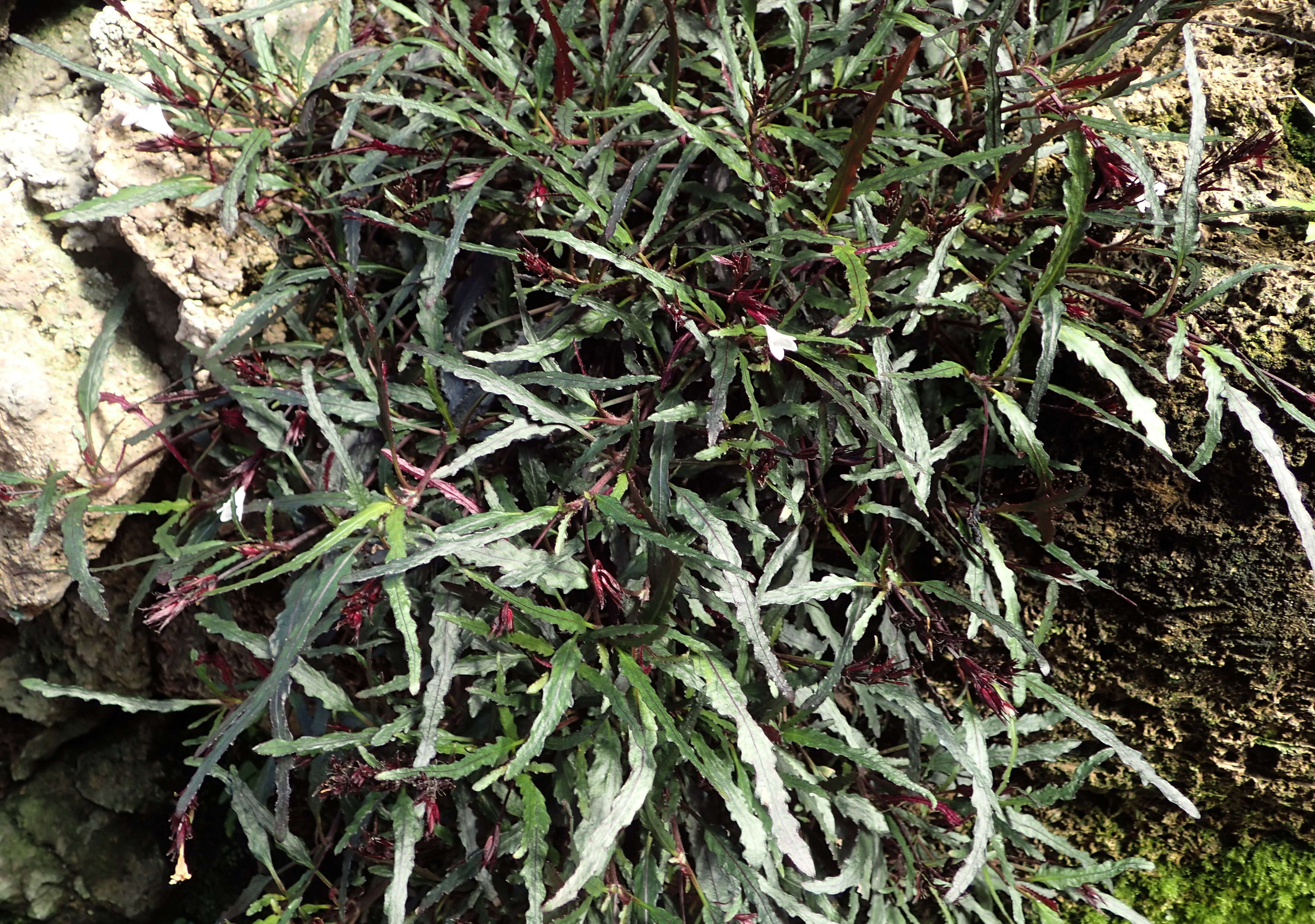 Strobilanthes sinuata J. R. I. Wood resmi