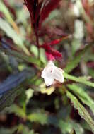 Strobilanthes sinuata J. R. I. Wood resmi