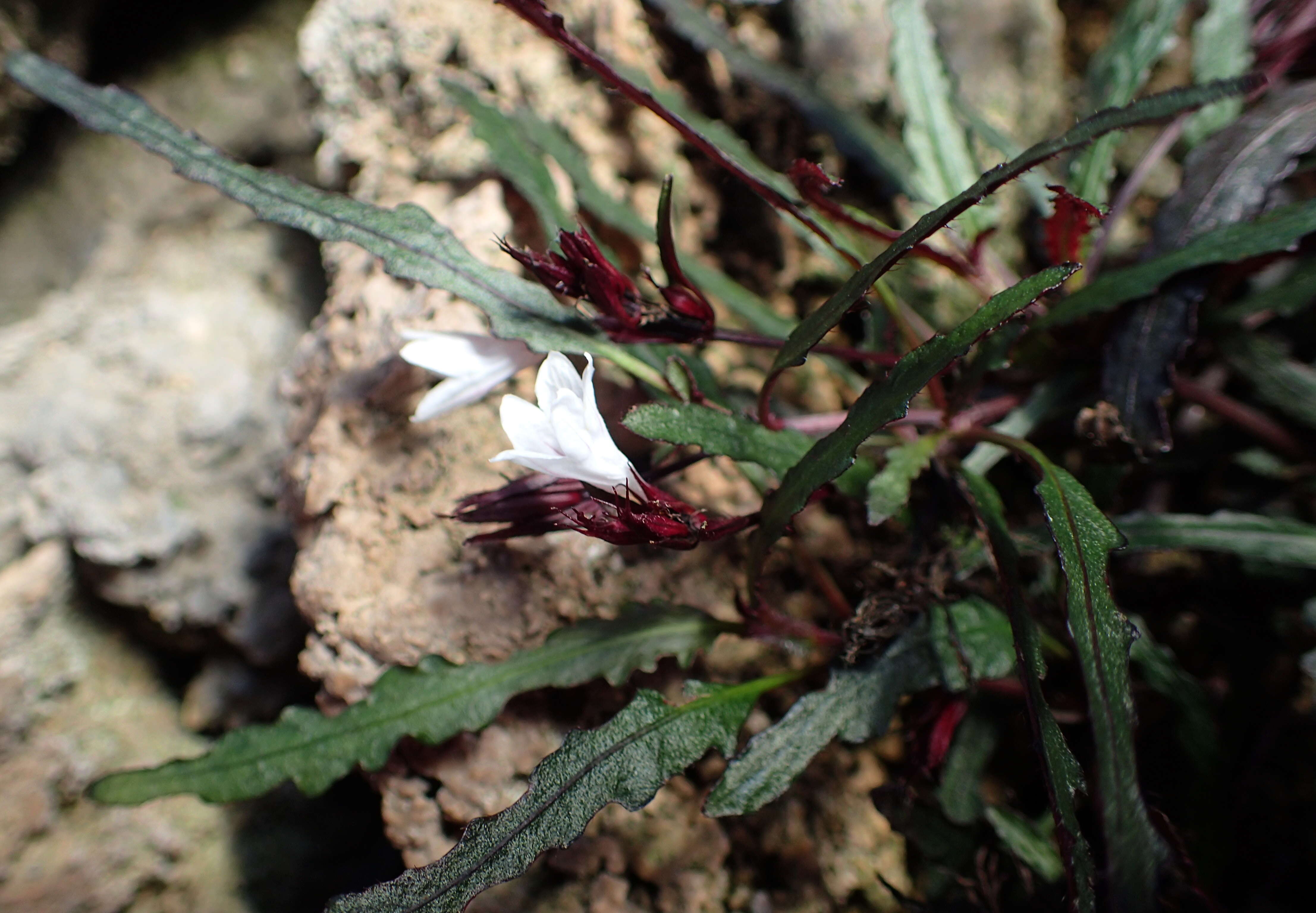 Strobilanthes sinuata J. R. I. Wood resmi