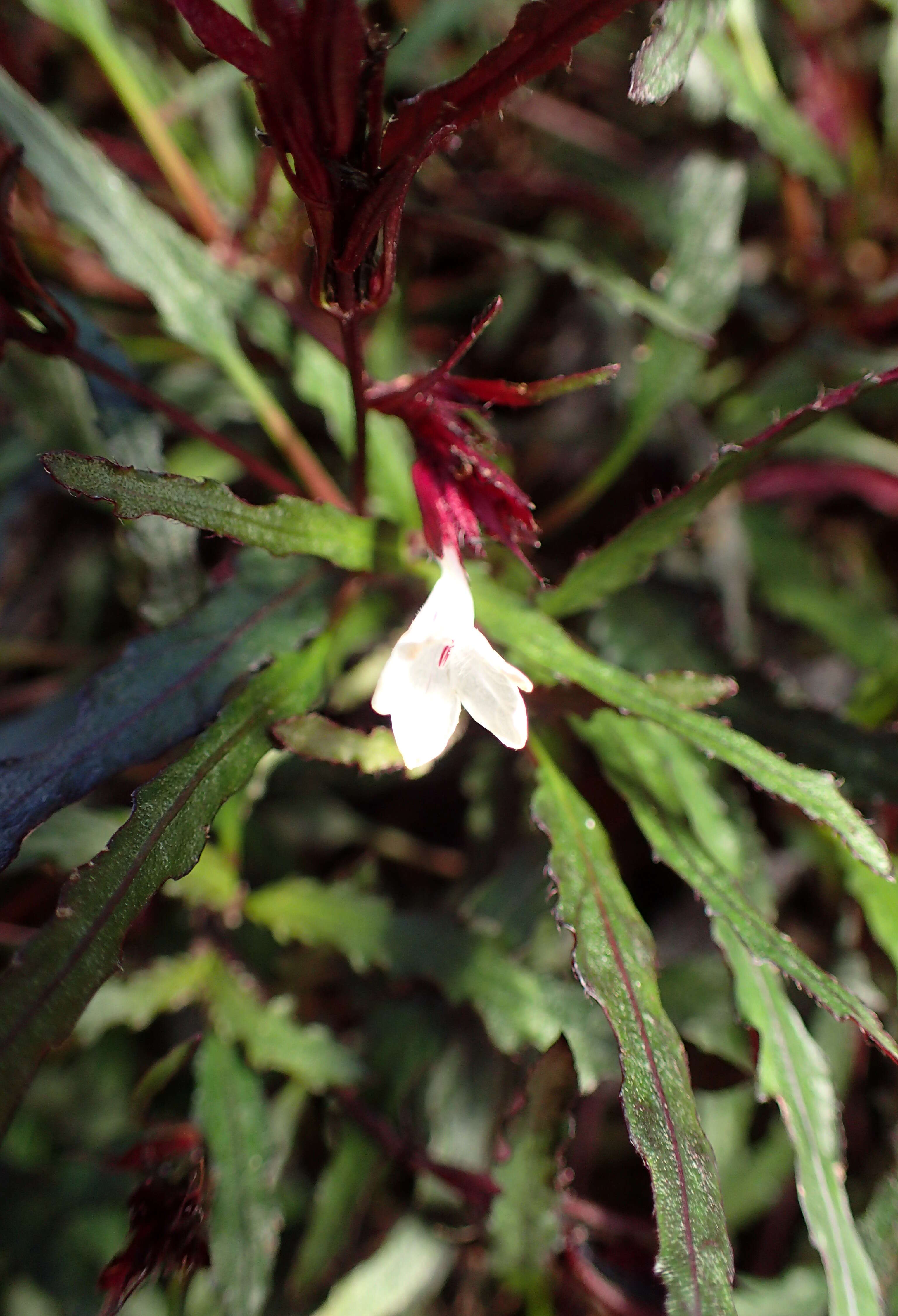 Strobilanthes sinuata J. R. I. Wood resmi