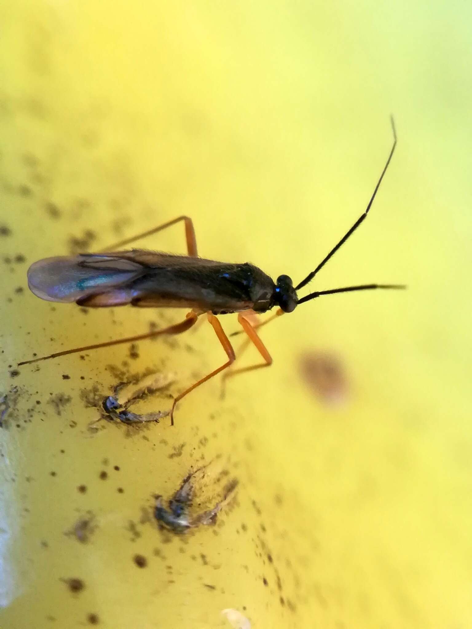 Image de Mecomma dispar (Boheman 1852)