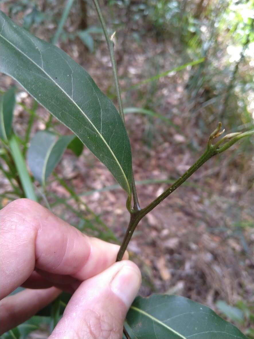 Image de Cryptocarya glaucescens R. Br.