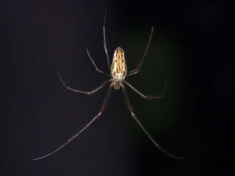 Image of Tetragnatha pinicola L. Koch 1870