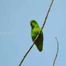 Image of Sangihe Hanging Parrot