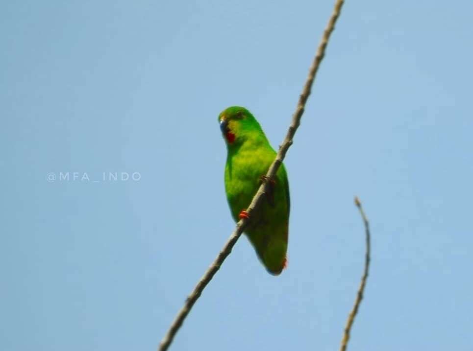 Image of Sangihe Hanging Parrot