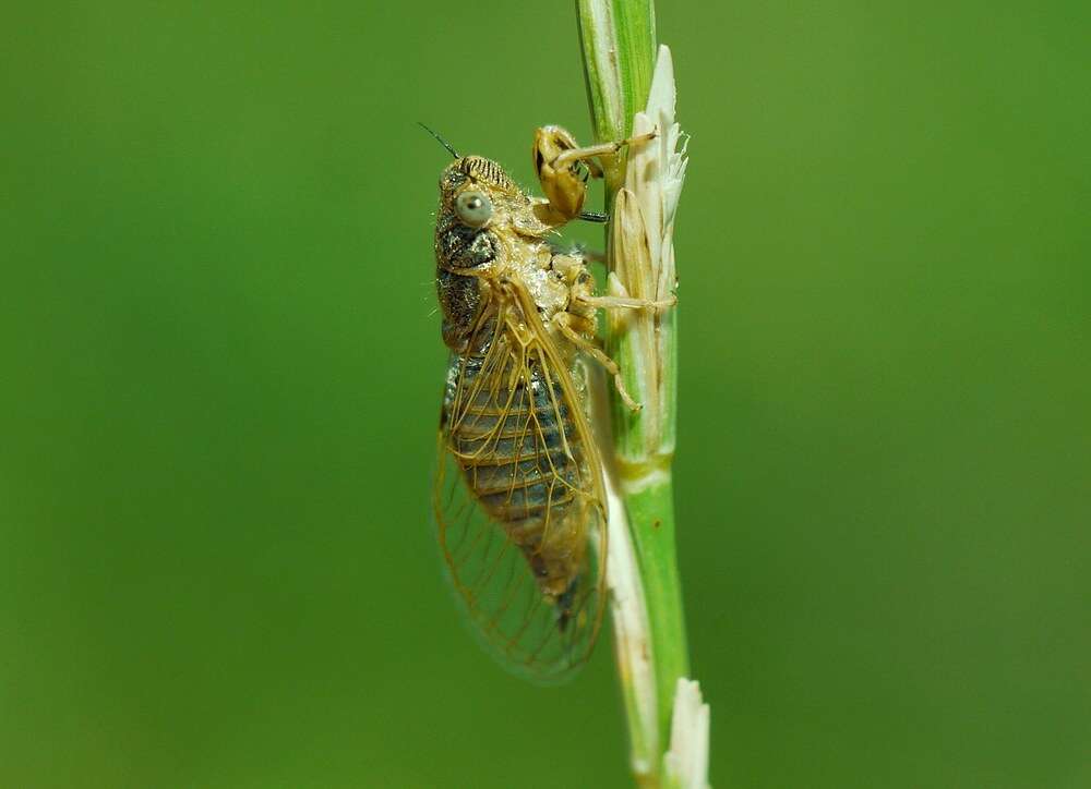 Sivun Oligoglena tibialis (Panzer 1798) kuva