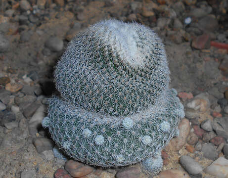 Image of Button Cactus