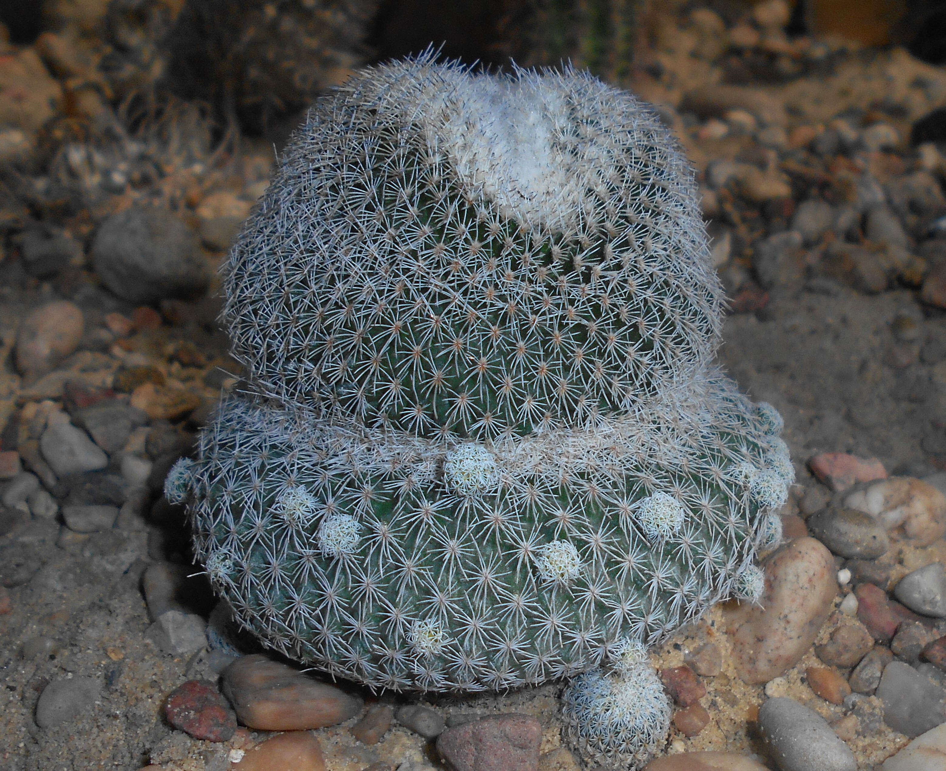 Image of Button Cactus