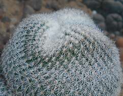 Image of Button Cactus