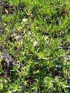 Imagem de Carpobrotus edulis subsp. edulis