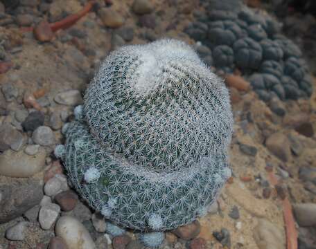 Image of Button Cactus