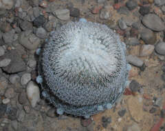 Image of Button Cactus