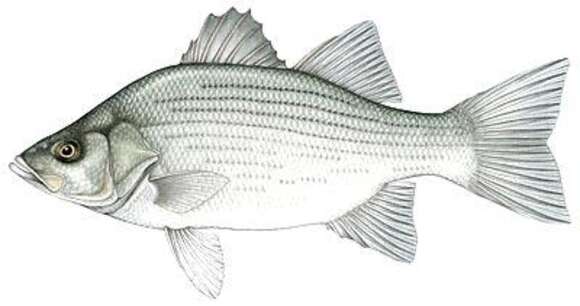 Image of White Bass