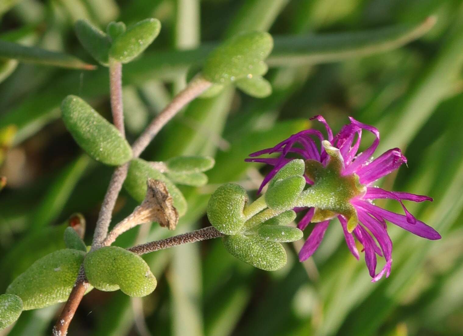 Image of Drosanthemum autumnale L. Bol.