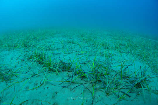 Image of Slender Seagrass