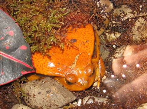 Image of Sambava Tomato Frog