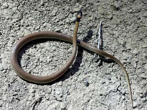 Image of Red-naped Snake