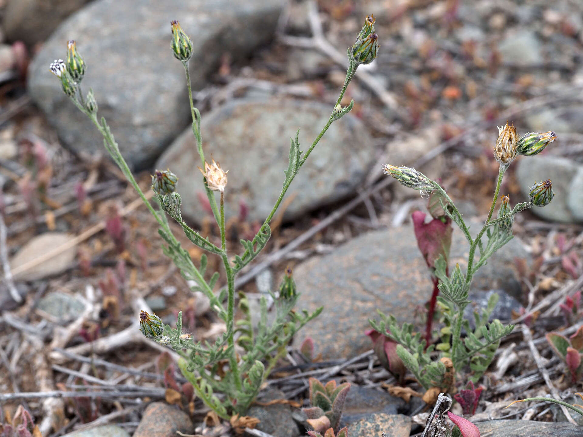 Image of Volutaria canariensis G. Wagenitz