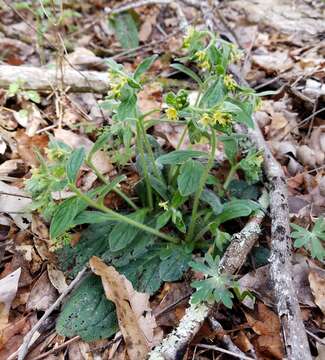 Слика од Lithospermum tuberosum Rugel ex A. DC.