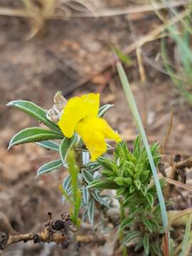 صورة Leobordea divaricata