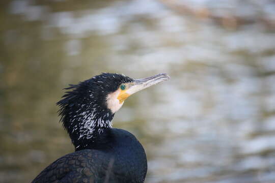 Image of Black Shag