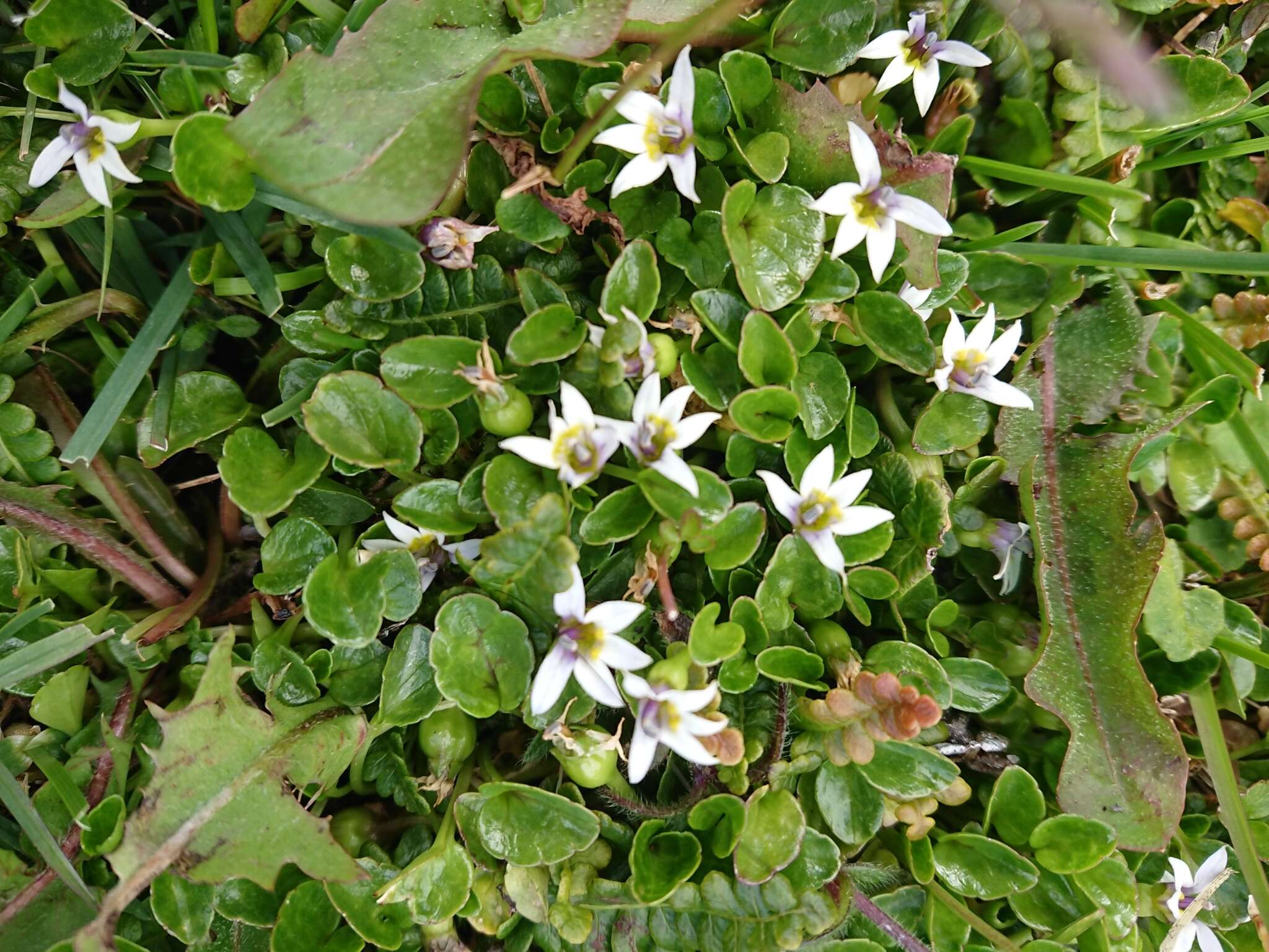 Image of Lobelia pratiana Gaudich. ex Lammers