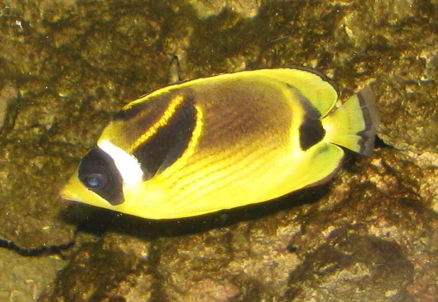 Image of Halfmoon Butterflyfish