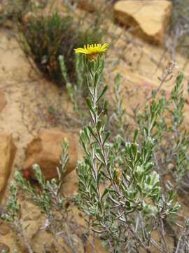 Plancia ëd Oedera relhanioides (Schltr.) N. G. Bergh